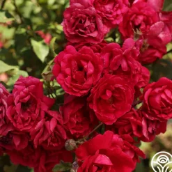 Heirloom Roses Blaze Hot