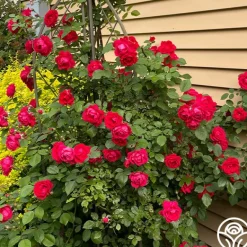Heirloom Roses Blaze Hot