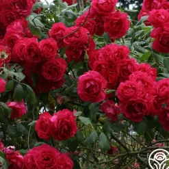 Heirloom Roses Blaze Hot