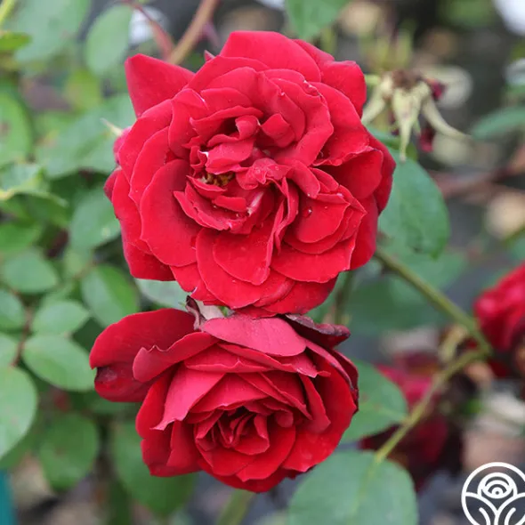 Heirloom Roses Blaze Hot