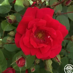 Heirloom Roses Blaze Hot