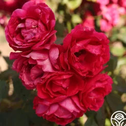 Heirloom Roses Blaze Hot