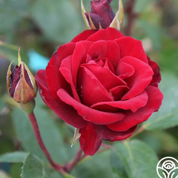 Heirloom Roses Blaze Hot