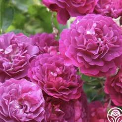 Heirloom Roses Bleu Magenta Outlet