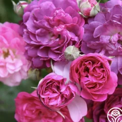 Heirloom Roses Bleu Magenta Outlet