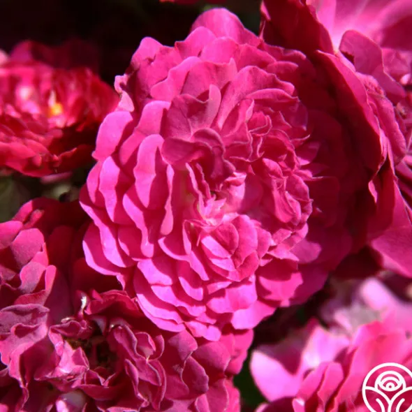 Heirloom Roses Bleu Magenta Outlet