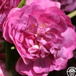 Heirloom Roses Bleu Magenta Outlet