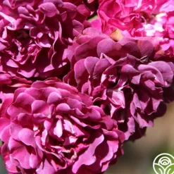 Heirloom Roses Bleu Magenta Outlet