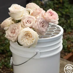 Heirloom Roses Bloomshield™ Hot