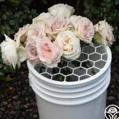 Heirloom Roses Bloomshield™ Hot