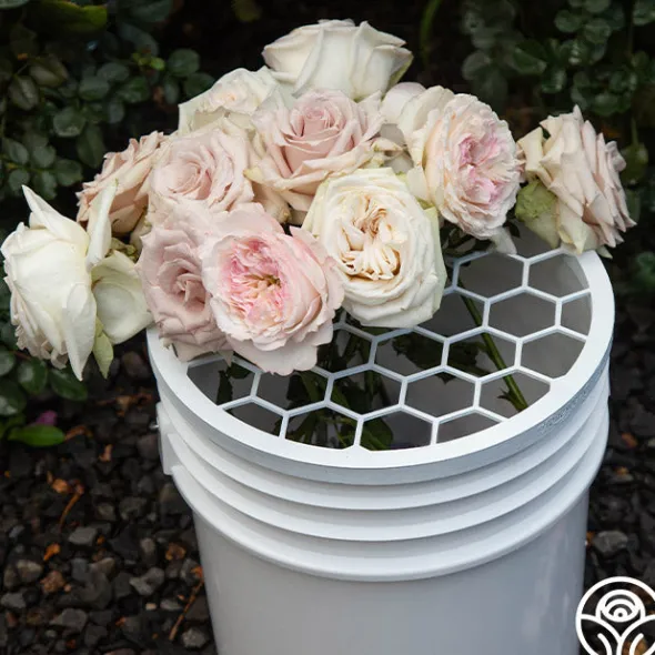 Heirloom Roses Bloomshield™ Hot