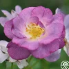 Heirloom Roses Blue For You Outlet