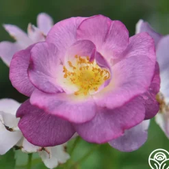 Heirloom Roses Blue For You Outlet