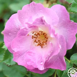 Heirloom Roses Blue For You Outlet