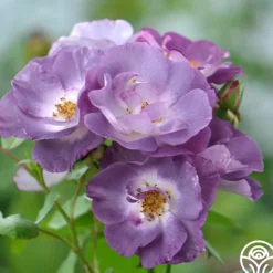 Heirloom Roses Blue For You Outlet
