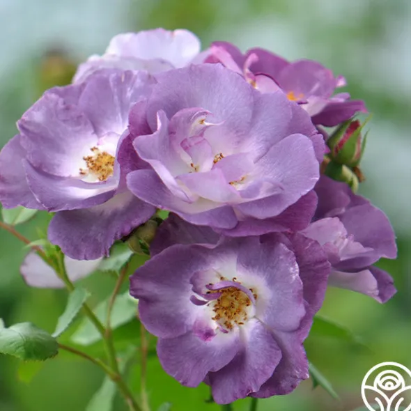 Heirloom Roses Blue For You Outlet