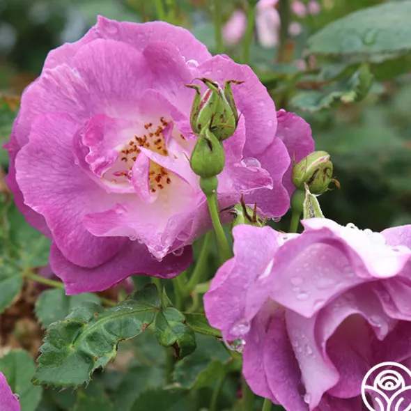 Heirloom Roses Blue For You Outlet