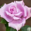Heirloom Roses Blue Girl Hot