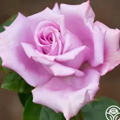 Heirloom Roses Blue Girl Hot