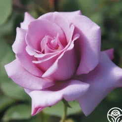 Heirloom Roses Blue Girl Hot