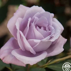 Heirloom Roses Blue Girl Hot