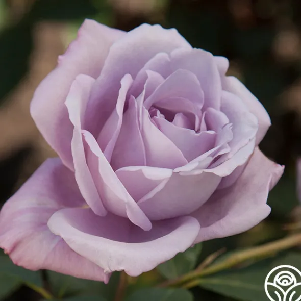Heirloom Roses Blue Girl Hot