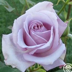 Heirloom Roses Blue Girl Hot