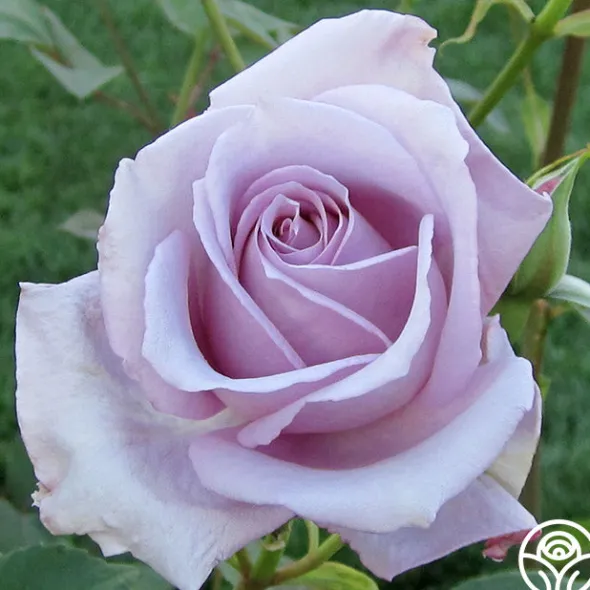 Heirloom Roses Blue Girl Hot