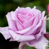 Heirloom Roses Blue Moon®