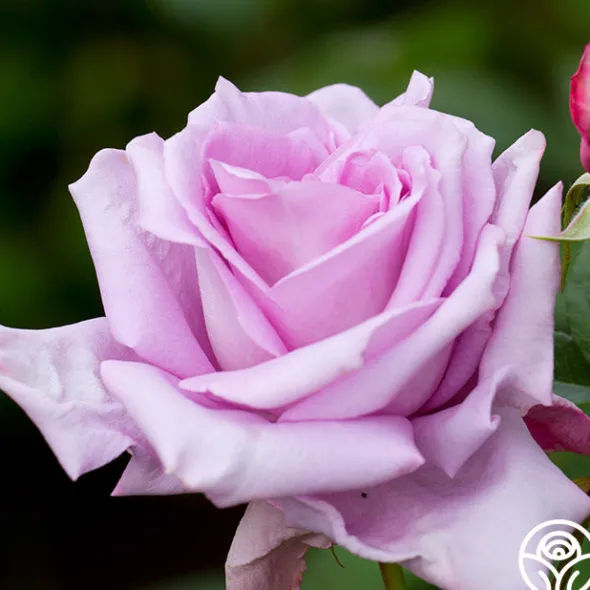 Heirloom Roses Blue Moon®