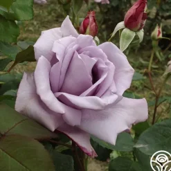 Heirloom Roses Blue Moon®