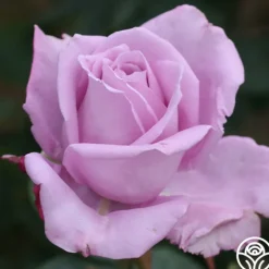 Heirloom Roses Blue Moon®