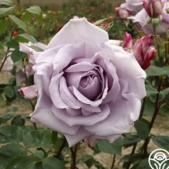 Heirloom Roses Blue Moon®