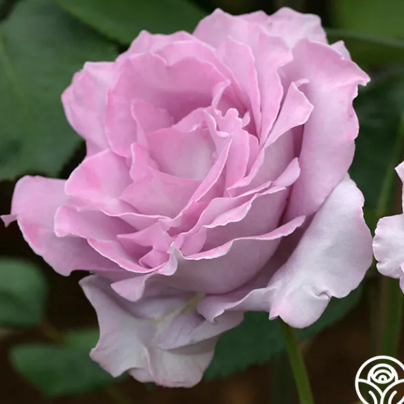 Heirloom Roses Blue Moon®