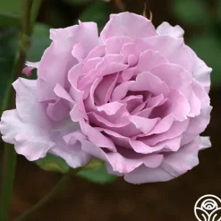Heirloom Roses Blue Moon®