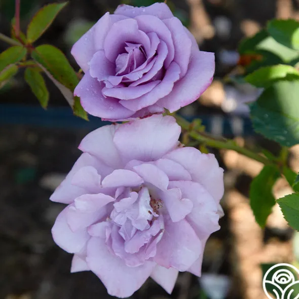 Heirloom Roses Blue Skies Discount
