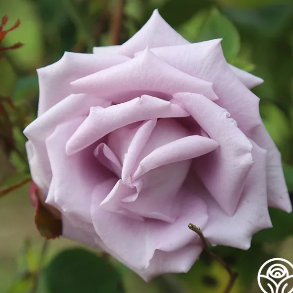 Heirloom Roses Blue Skies Discount