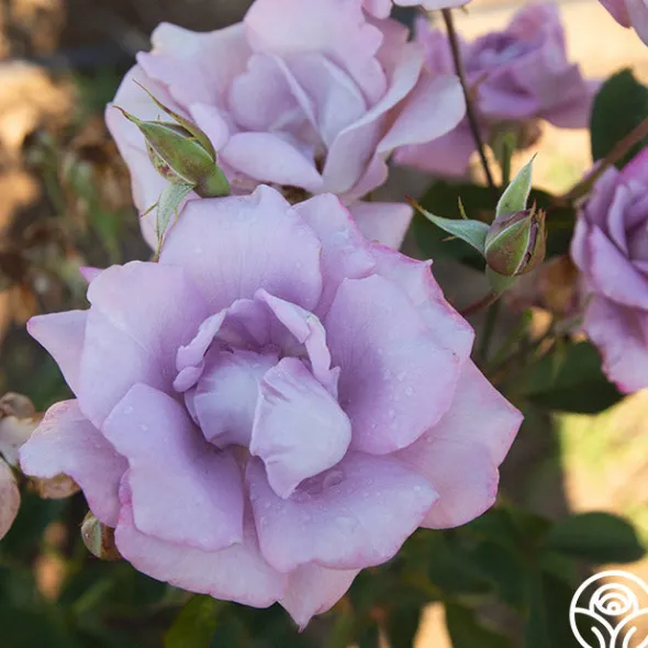Heirloom Roses Blue Skies Discount