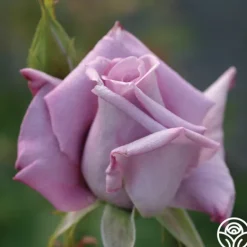 Heirloom Roses Blue Skies Discount