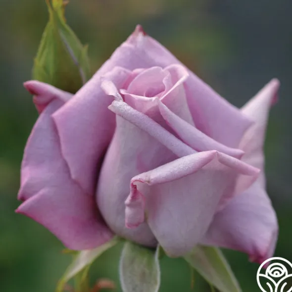 Heirloom Roses Blue Skies Discount