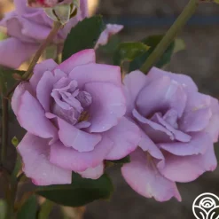 Heirloom Roses Blue Skies Discount