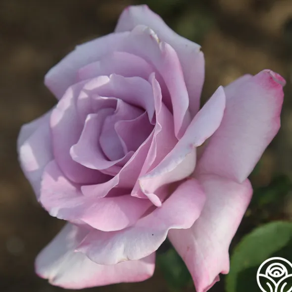 Heirloom Roses Blue Skies Discount