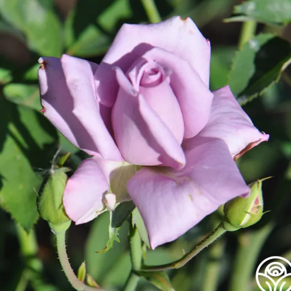 Heirloom Roses Blue Skies Discount