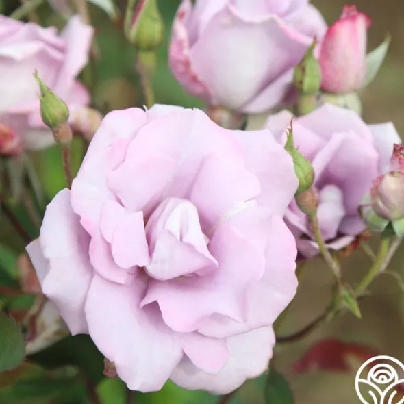 Heirloom Roses Blue Skies Discount