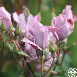 Heirloom Roses Blue Skies Discount