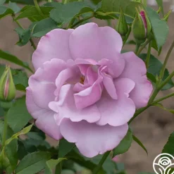 Heirloom Roses Blueberry Hill