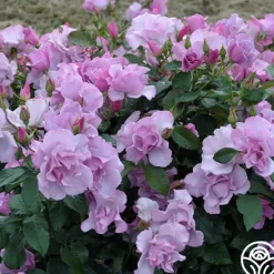 Heirloom Roses Blueberry Hill