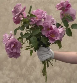 Heirloom Roses Blueberry Hill