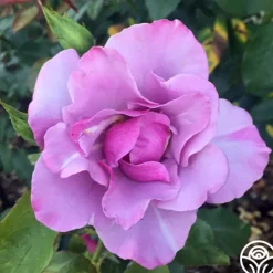 Heirloom Roses Blueberry Hill
