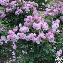 Heirloom Roses Blueberry Hill